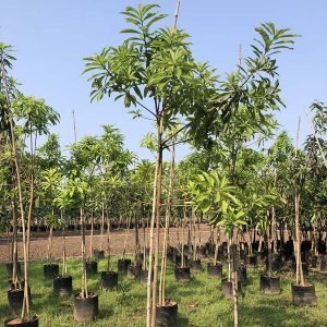 Couroupita Guianesis