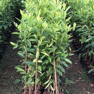 Elaeocarpus Ganitrus (Rudrakash)