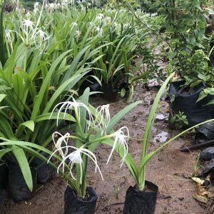 Hymenocallis Littoralis