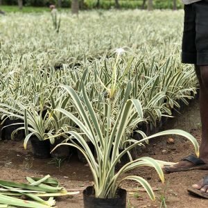 Hymenocallis Littoralis Variegata