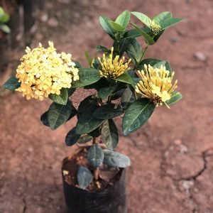 Ixora Species