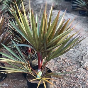 Latania Lontarodies Red(Latania Rubra)