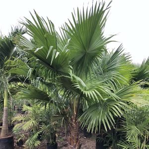 Livistona Chinensis(Table Palm)
