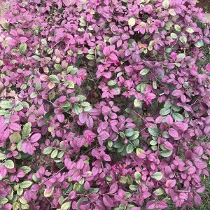 Loropetalum Chinense