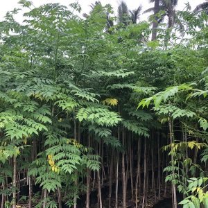 Melia Dubia (Malabar Neem)