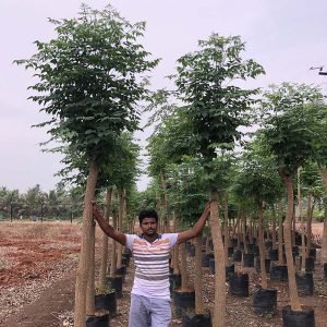 Millingtonia Hortensis