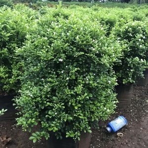 Murraya Paniculata Dwarf