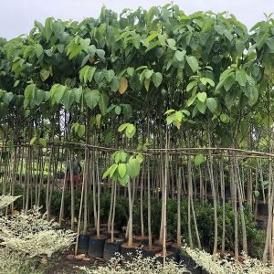 Neolamarckia Cadamba