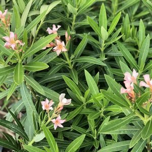 Nerium Oleander Species