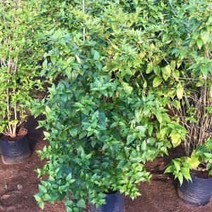 Nyctanthes Arbor-Tristis(Parijat)