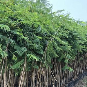 Peltophorum Pterocarpum