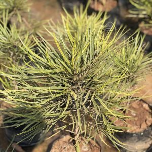 Podocarpus Macrophyllus