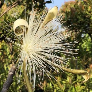 Pseudo Bombax Ellipticum