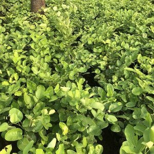 Pterocarpus santalinus (Red Sandal)