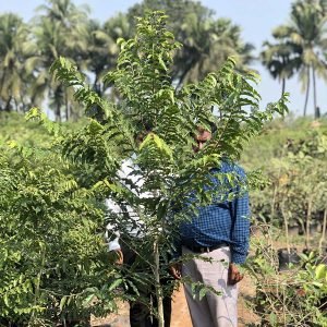 Putranjiva Roxburghii