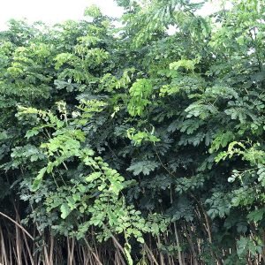 Samanea Saman (Rain tree)