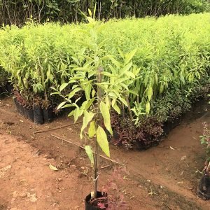 Santalum album (White Sandal)