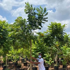 Spathodea Campanulata