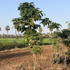 Tabebuia Avellanedae