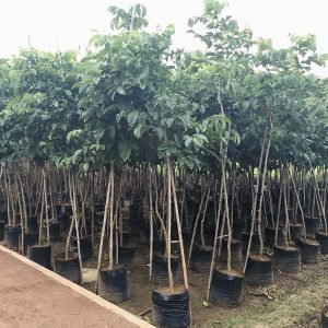 Tabebuia Donnell-Smithii