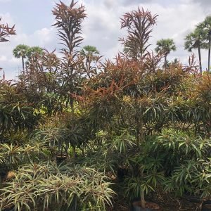 Terminalia Mantaly Red