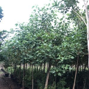 Thespesia Populnea (Portia Tree)