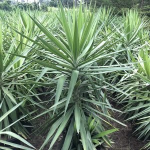 Yucca Elephantipes