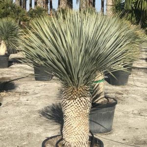 Yucca Rostrata