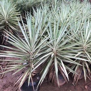 Yucca elephantipes _Silver Star_