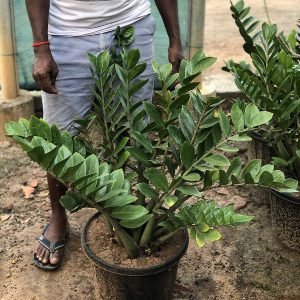 Zamioculcas Zamifolia