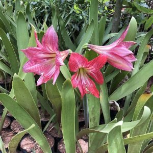 Amaryllis Belladonna