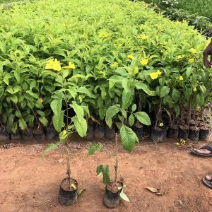 Tecoma Gaudichaudi 1