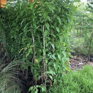 Tecoma Gaudichaudi 2