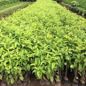 Tecoma Gaudichaudi 3