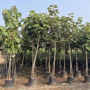 Pterospermum Acerifolium (Kanaka Champa)